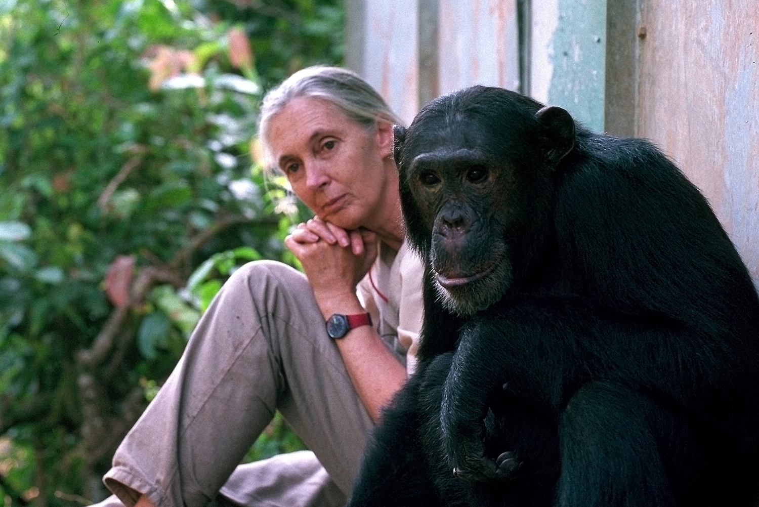 The Life & Work of Dr. Jane Goodall Natural History Museum of Utah